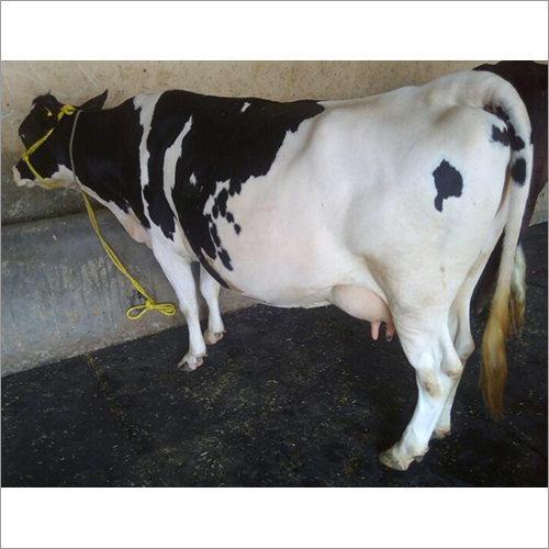 Dairy HF Cow