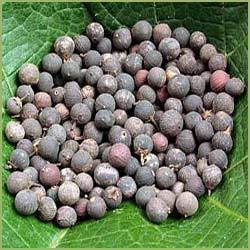 अंबेलिया रिब्स ड्राई एक्सट्रेक्ट