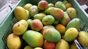 Mango Suran ( Yam)