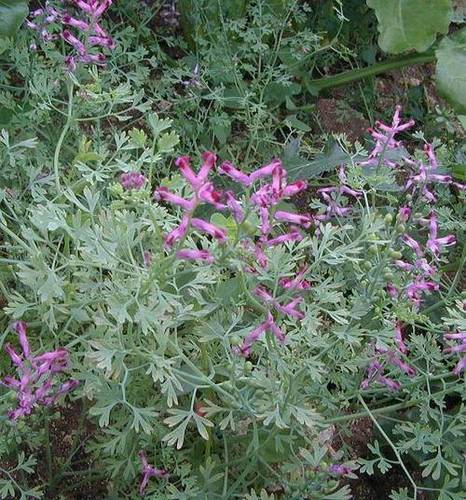 Fumaria Officinalis Dry Extract