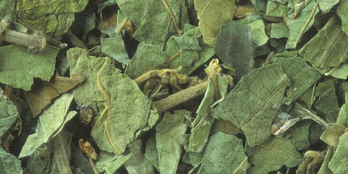 Gymnema Sylvestre Dry Extract