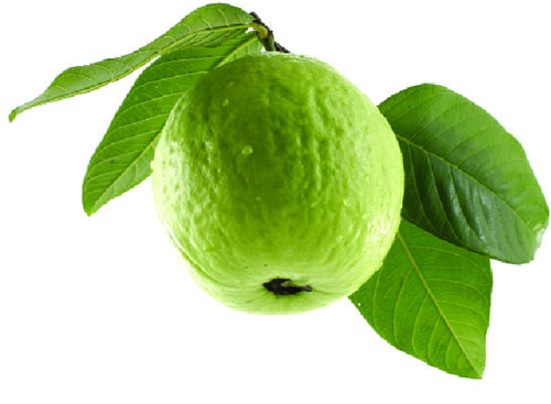 Guava Fresh
