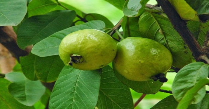 Guava Fresh
