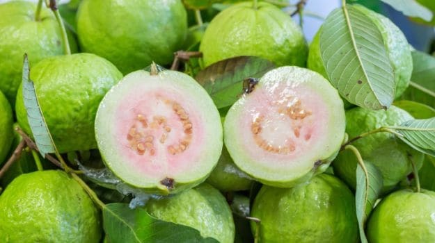 Guava Fresh