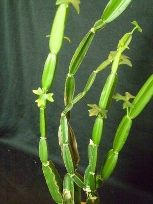 सिस्सस क्वाड्रंगुलरिस अर्क