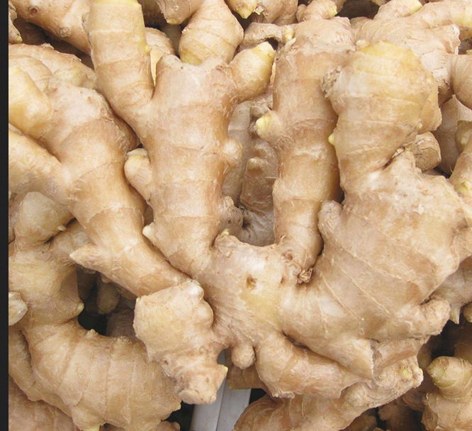 Ginger Powder For Sell