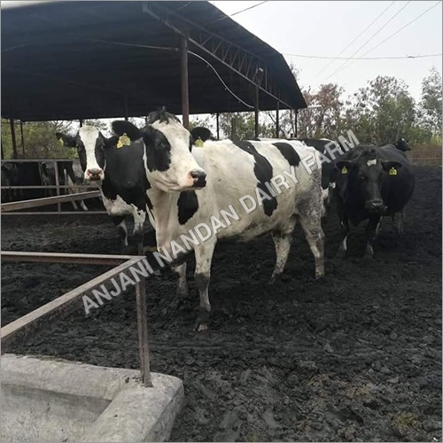 भारतीय एचएफ गाय