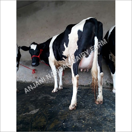 एचएफ ब्रीड गाय