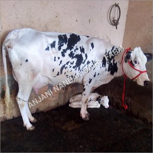 उच्च दूध देने वाली एचएफ गाय