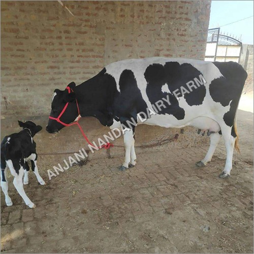 होलस्टीन फ्रिजियन गाय