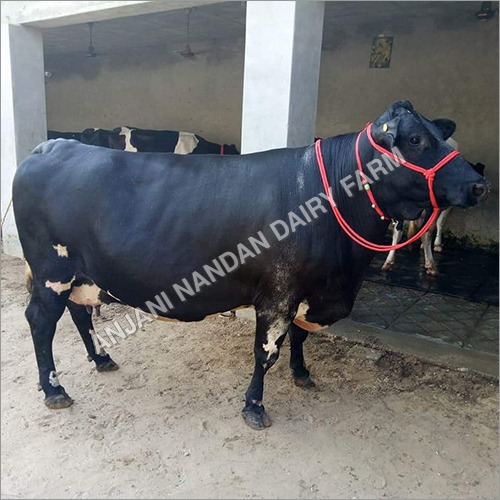 क्रॉस ब्रेड एचएफ गाय