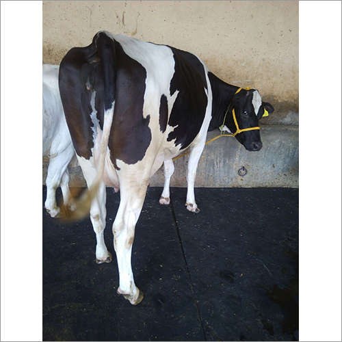Hf Breed Cow