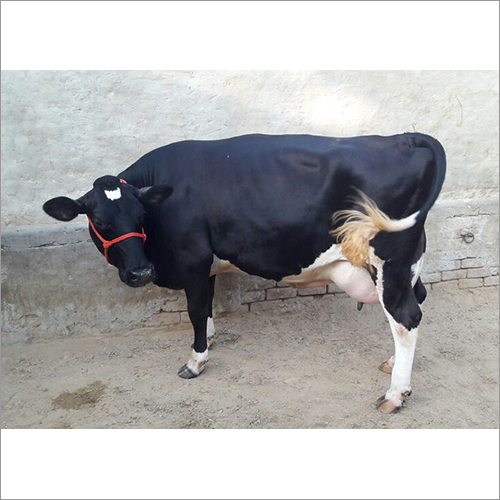 Hf Breed Cow