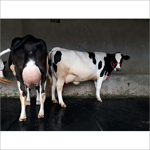 Hf Breed Cow