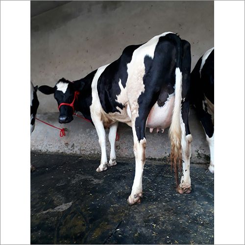 Hf Breed Cow