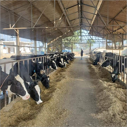 Hf Breed Cow
