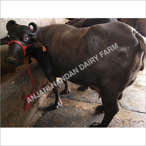 मुर्रा भैंस