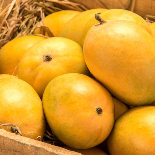 Mango And Other Products