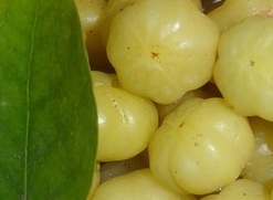 Amla Liquid Extract