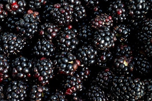 Blackberry Liquid Extract Purity(%): 100 %