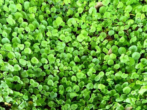 Brahmi Liquid Extract Purity(%): 100 %