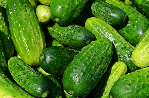 Cucumber Liquid Extract Purity(%): 100 %