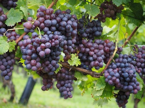 Grape Liquid Extract Purity(%): 100 %