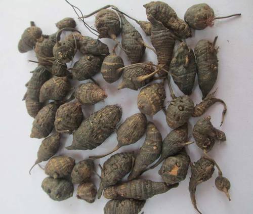 Nagarmotha Liquid Extract