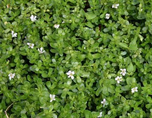 Brahmi Oil Extract - 100% Pure Cold Extract, Unique Bacopa Monnieri Formula for Enhanced Cognitive Support
