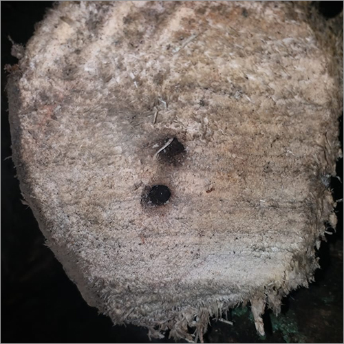 Agar Wood