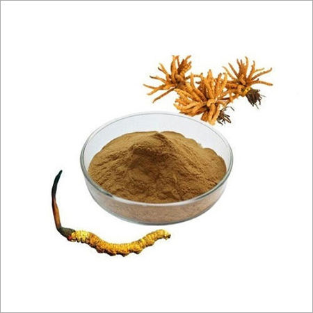 Cordyceps Extract (Cordyceps Sinensis Extract)