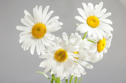 Chamomile Oil Extract Purity(%): 100 %