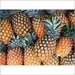 Fresh Pineapple - Medium Sized Whole Fruit, Yellow Color, Oval Shape, Non-Glutinous, Fully Mature, Sweet & Tangy Flavor, 1-3 kg Weight