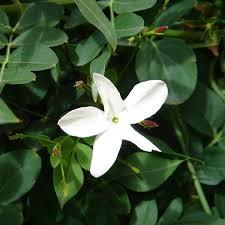 Jasmin Oil Extract Purity(%): 100 %