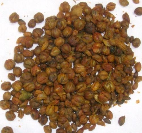 Jyotishmati Extract