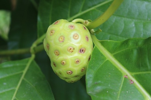 Noni Oil Extract Purity(%): 100 %