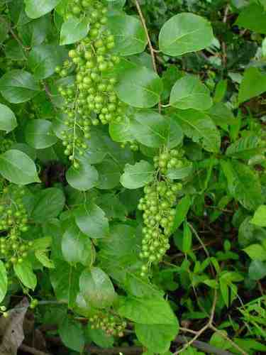 Malkagni Oil Extract Purity(%): 100 %