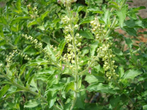 Tulsi Oil Extract Purity(%): 100 %
