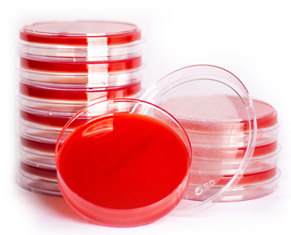 Sheep Blood Agar Plates - 500 Milliliter Plastic , 50 Plates For Growing Fastidious Organisms And Differentiating Bacteria By Hemolytic Properties