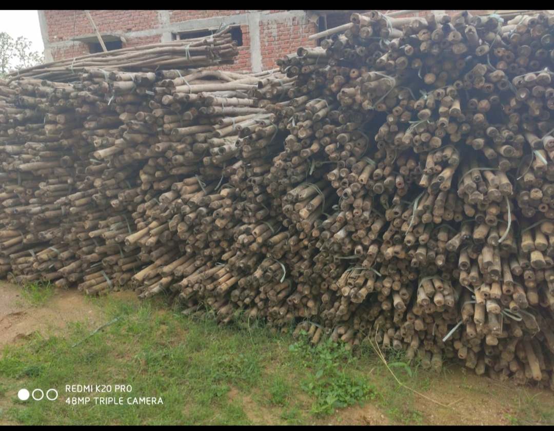 Raw Timber - Variable Diameter, Variable Length , Durable Natural Wood Material, Renewable Resource, Untreated, Strong Versatile Usage