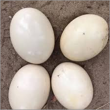 Ostrich Eggs