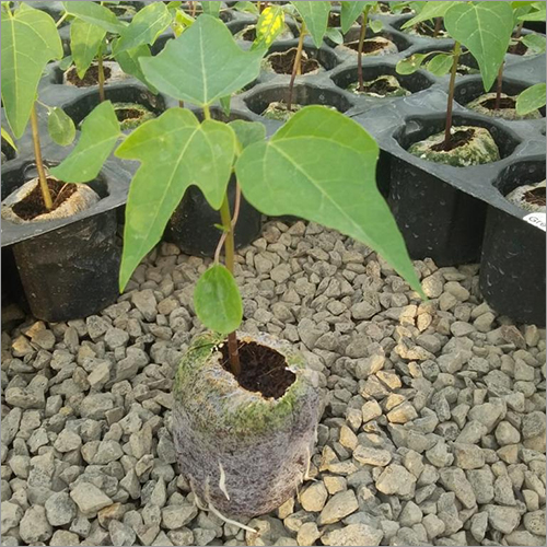 Hybrid Fresh Papaya Plants