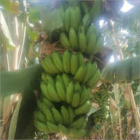 ऑर्गेनिक फ्रेश केला