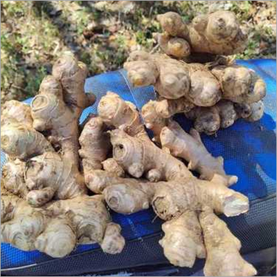 Fresh Ginger - Irregular Shape, Various Sizes | Brown, Fibrous Texture, Refrigerate Storage, Bulk Packaging