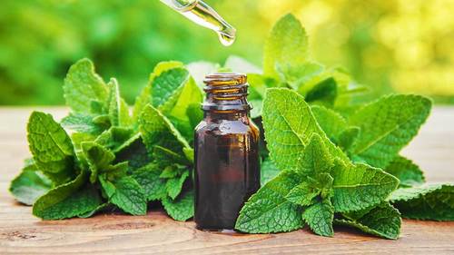 Peppermint Oil Purity: 100 %