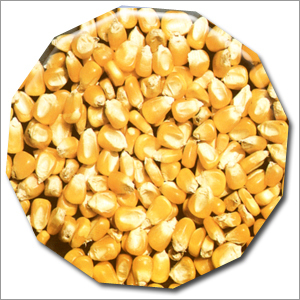 Maize (Corn) - Color: Yellow