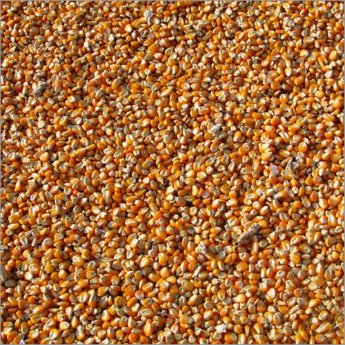 Maize (Corn) - Color: Yellow