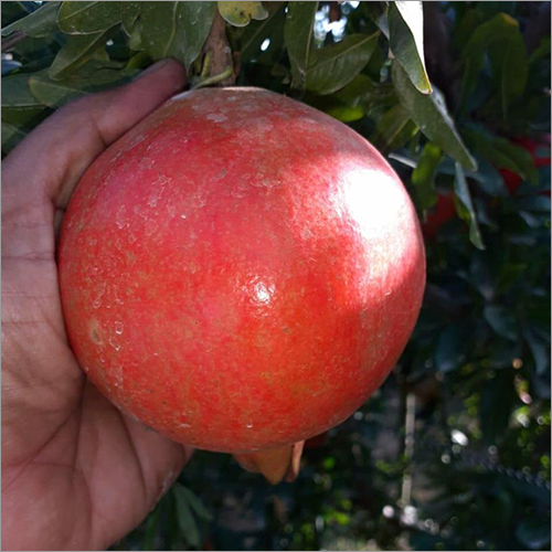 Natural Pomegranate