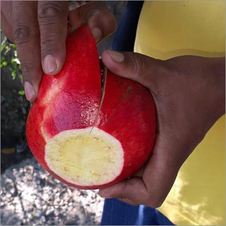 Pure Pomegranate