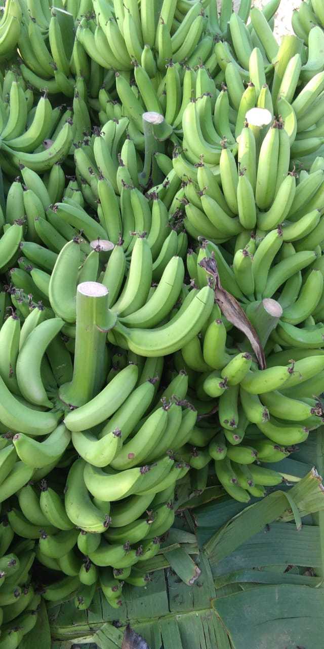 Cavendish Banana - Common Variety Sweet Flavor Curved Shape With Thick Skin And Soft Flesh